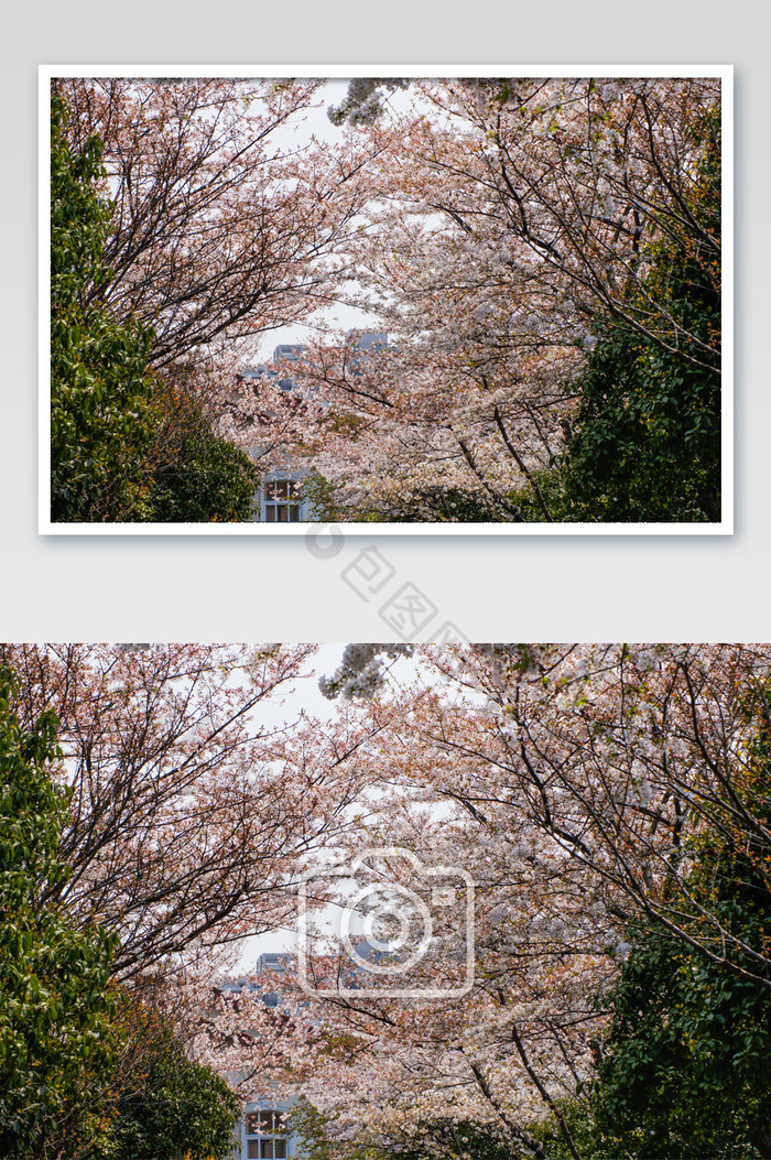 梅花樱花花期粉色高清摄影图图片图片