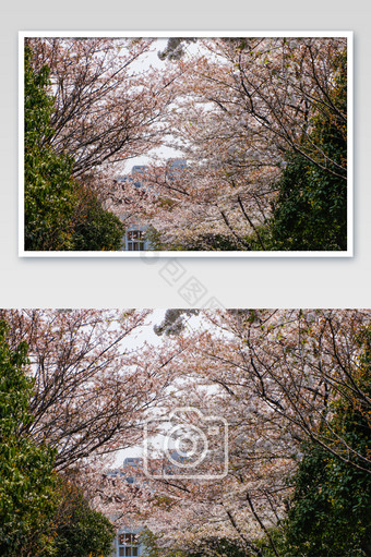 梅花樱花花期粉色高清摄影图图片