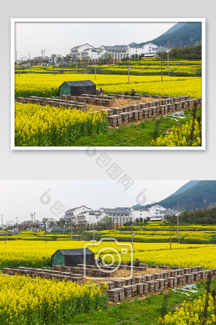 新安江油菜花黄色意境清新高清摄影图图片图片