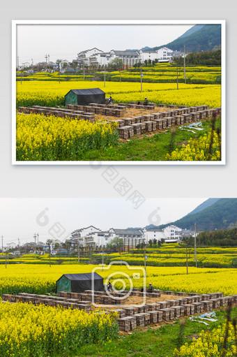 新安江油菜花黄色意境清新高清摄影图图片