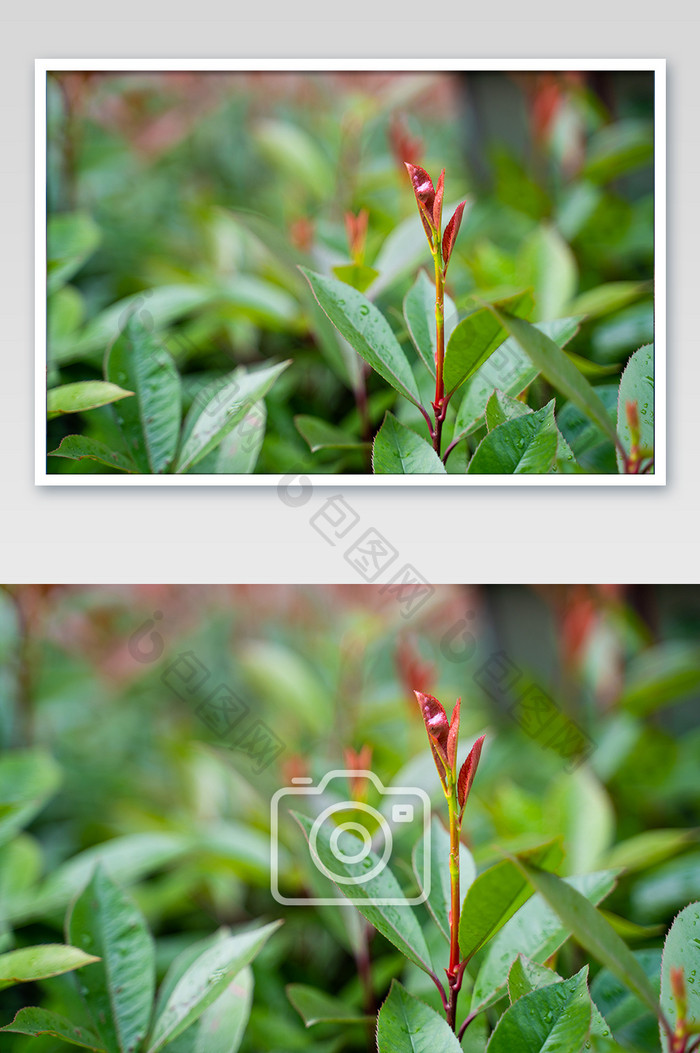 雨后嫩芽生机小清新电脑背景高清摄影图