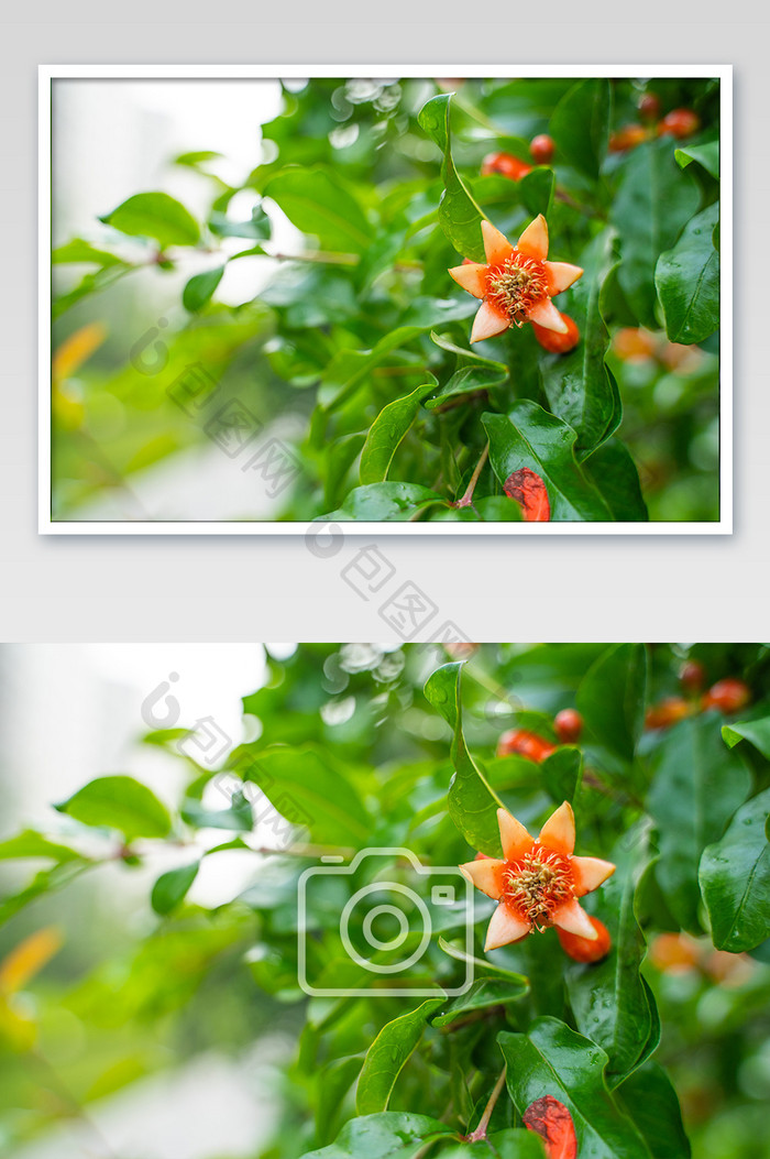 石榴花果子树绿色橘色高清摄影图