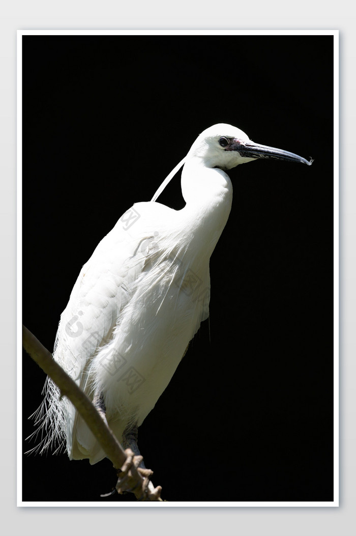 动物保护鸟摄影图片