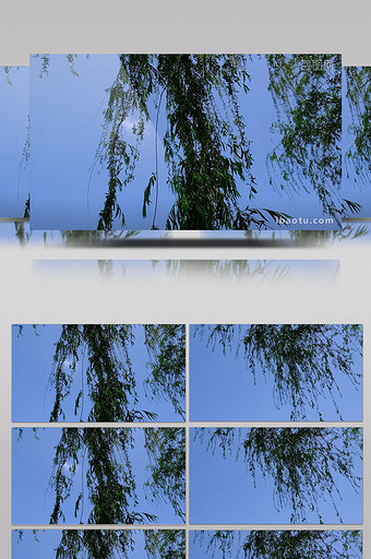实拍写意晴天下下垂的柳树枝图片