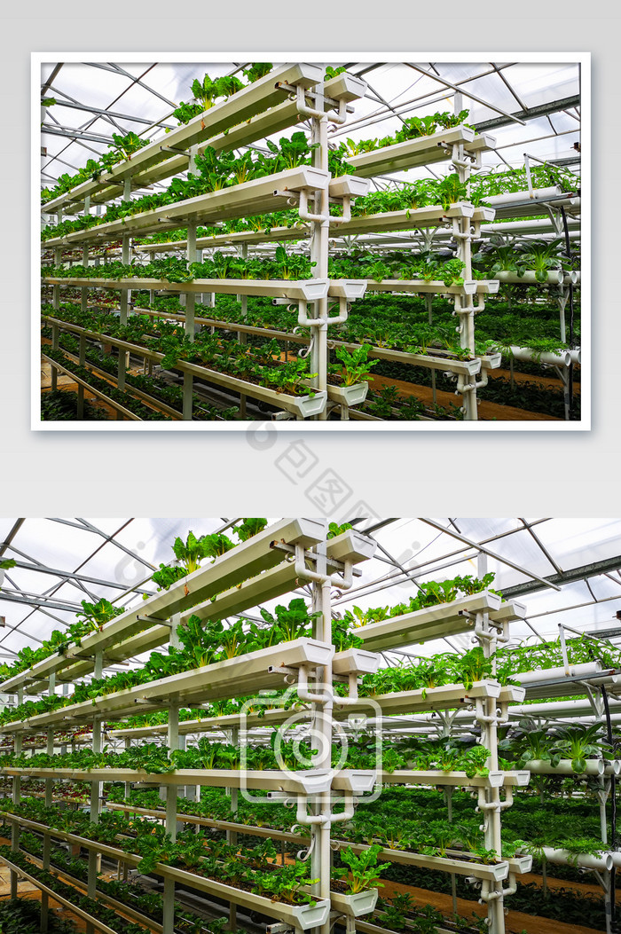 绿色果蔬蔬菜高科技农业生产图片