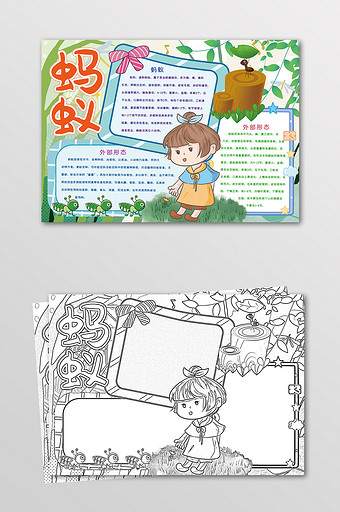 卡通蚂蚁昆虫观察动物黑白线描小报图片下载