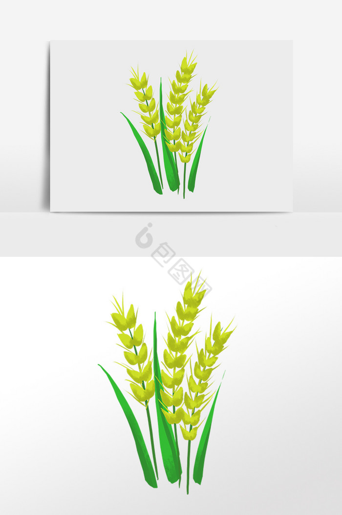 农作物小麦麦子插画图片