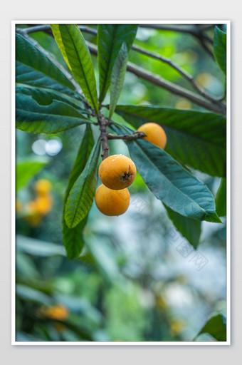 枇杷美食水果营养健康微距摄影图图片