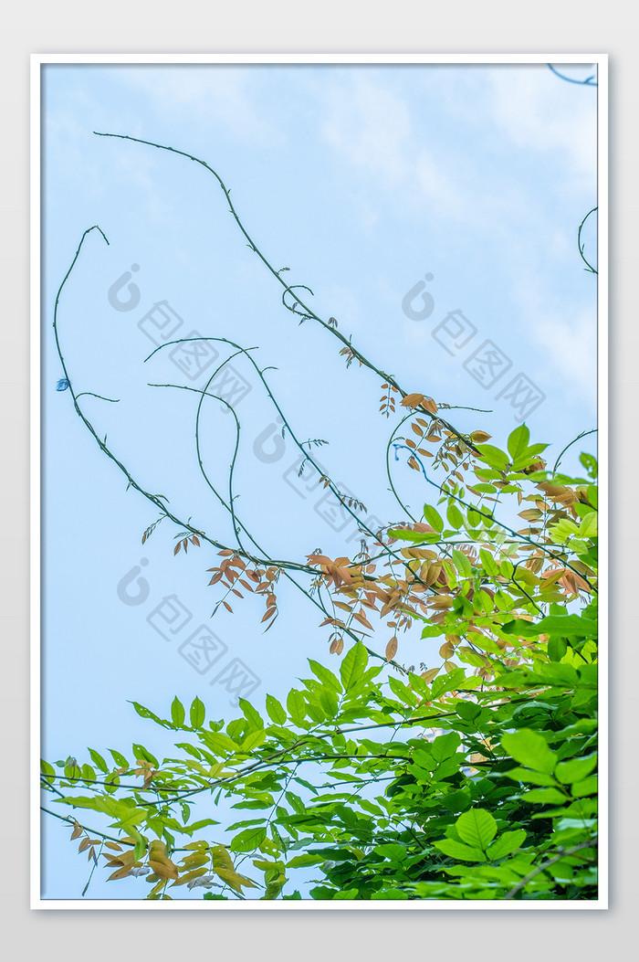 蓝天白云紫藤树绿树高清摄影图