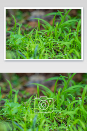 雨后青草绿色生命绿草小草高清摄影图