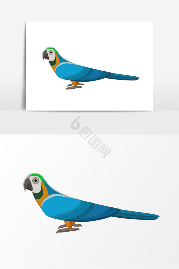 鸟动物彩色鸟插画图片