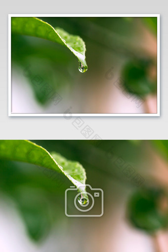 雨珠雨滴露珠特写图片