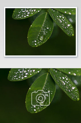 树叶雨珠特写背景黑底