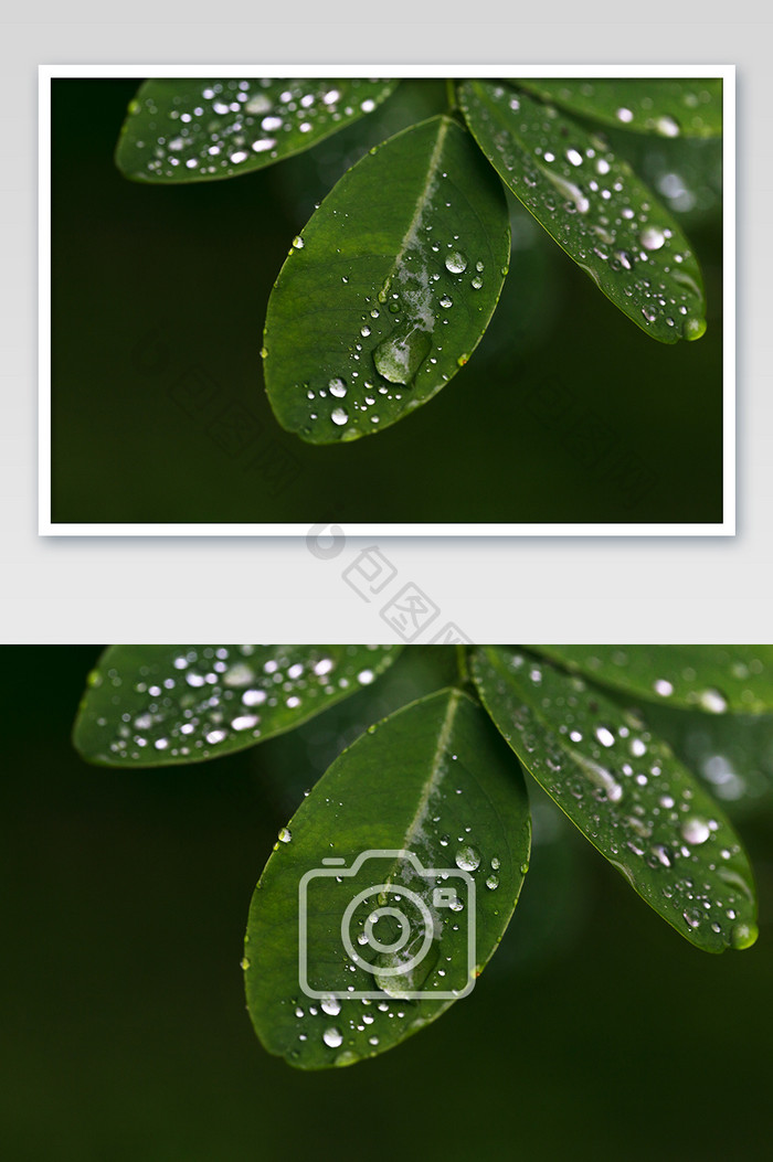 树叶雨珠特写背景黑底