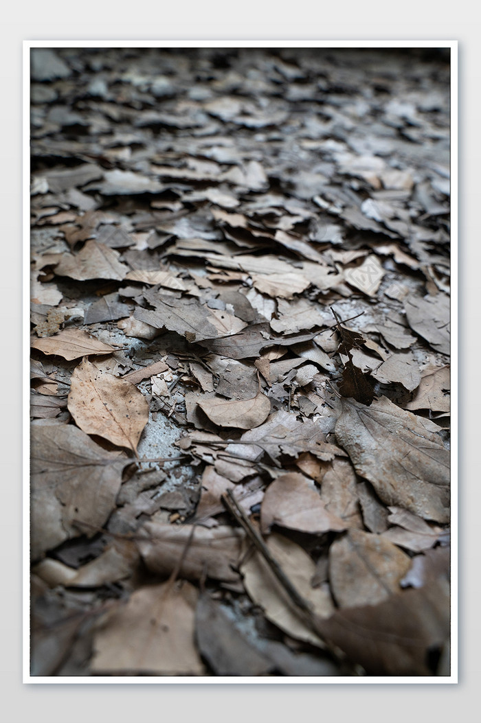枯树叶落叶灰暗系列忧郁高清摄影图