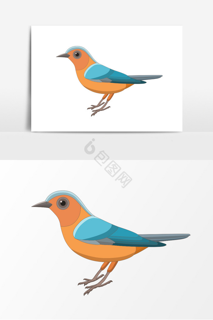 鸟动物彩色鸟插画图图片