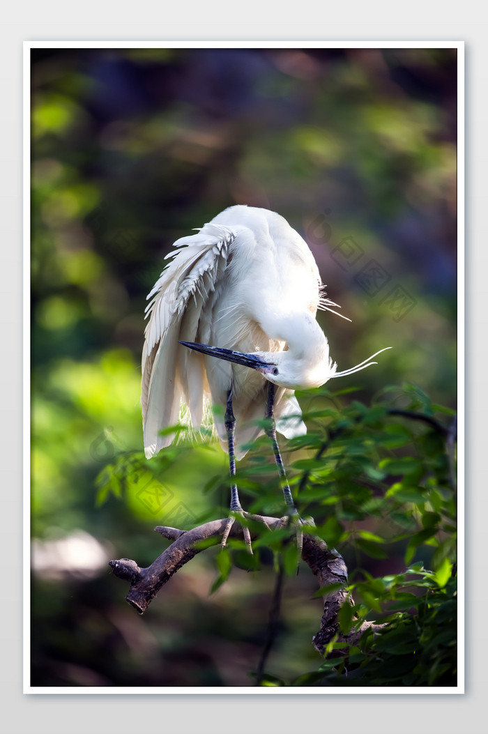 热带飞鸟摄影图片