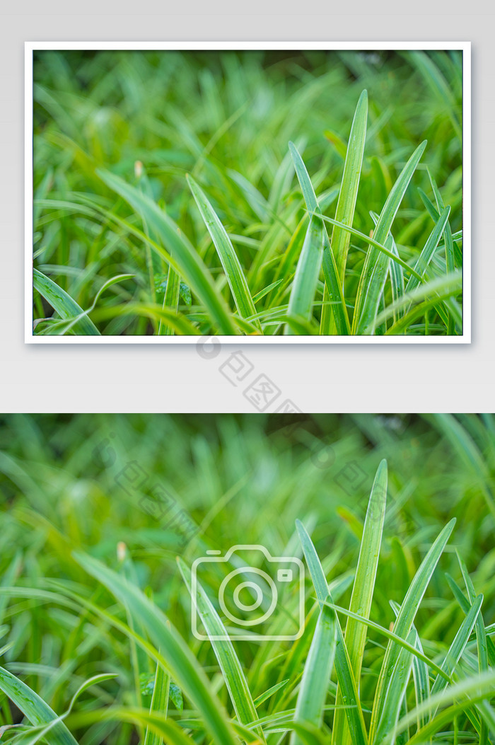 青草芒种节气电脑桌面绿色高清图图片图片