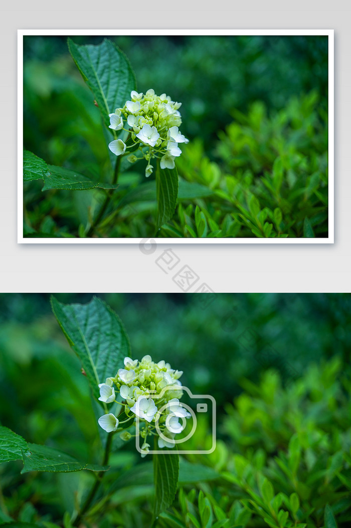 绣球花芒种节气生机桌面绿色高清图图片图片