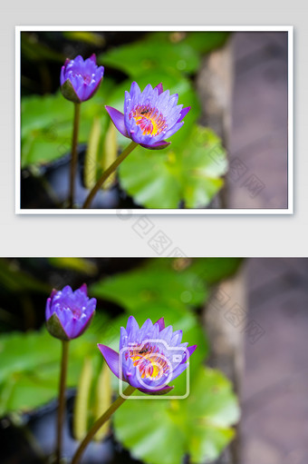 花朵桌面图意境紫色芒种小清新摄影图图片