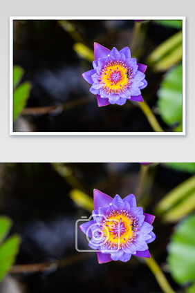 花朵桌面图意境紫色芒种高清图