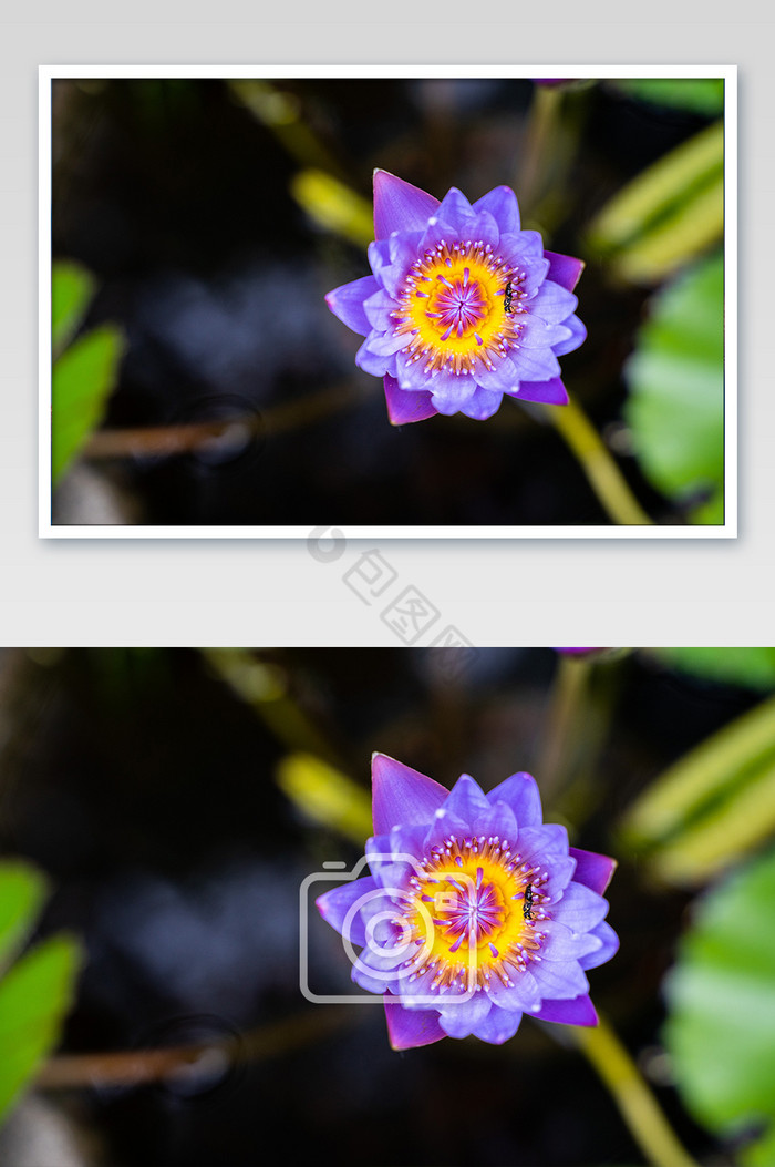 花朵桌面图意境紫色芒种高清图图片