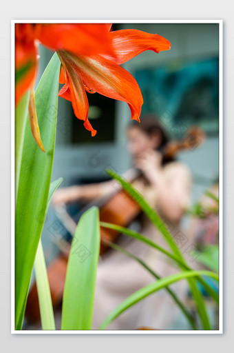 音乐家大提琴演奏优美动听高雅花朵摄影图图片
