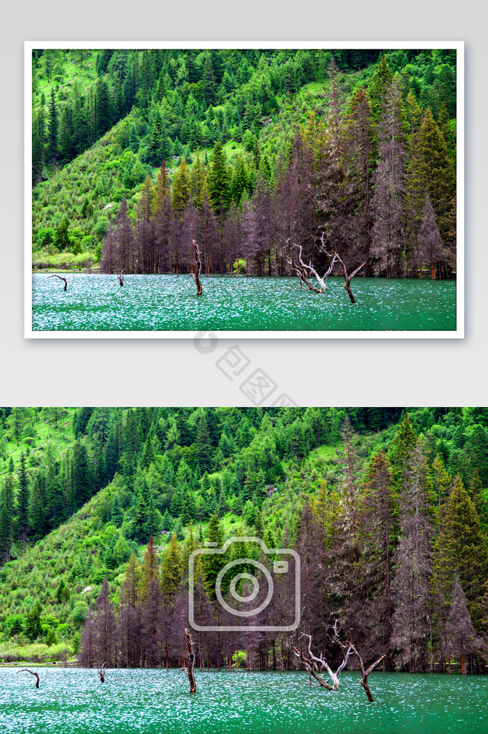 四川四姑娘山景色如画绿色流水枯树滩摄影图