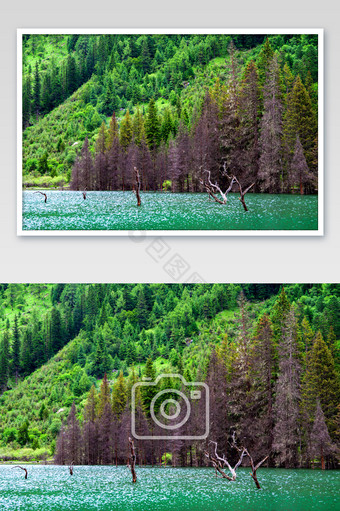四川四姑娘山景色如画绿色流水枯树滩摄影图图片