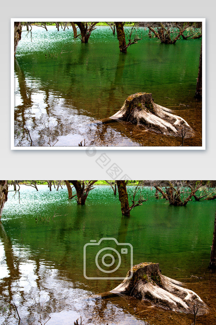 四川四姑娘山景色如画绿色流水河流高清摄影