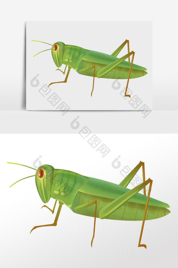 昆虫虫子蝗虫插画图片图片
