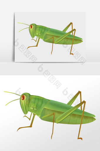 手绘卡通昆虫虫子蝗虫插画图片