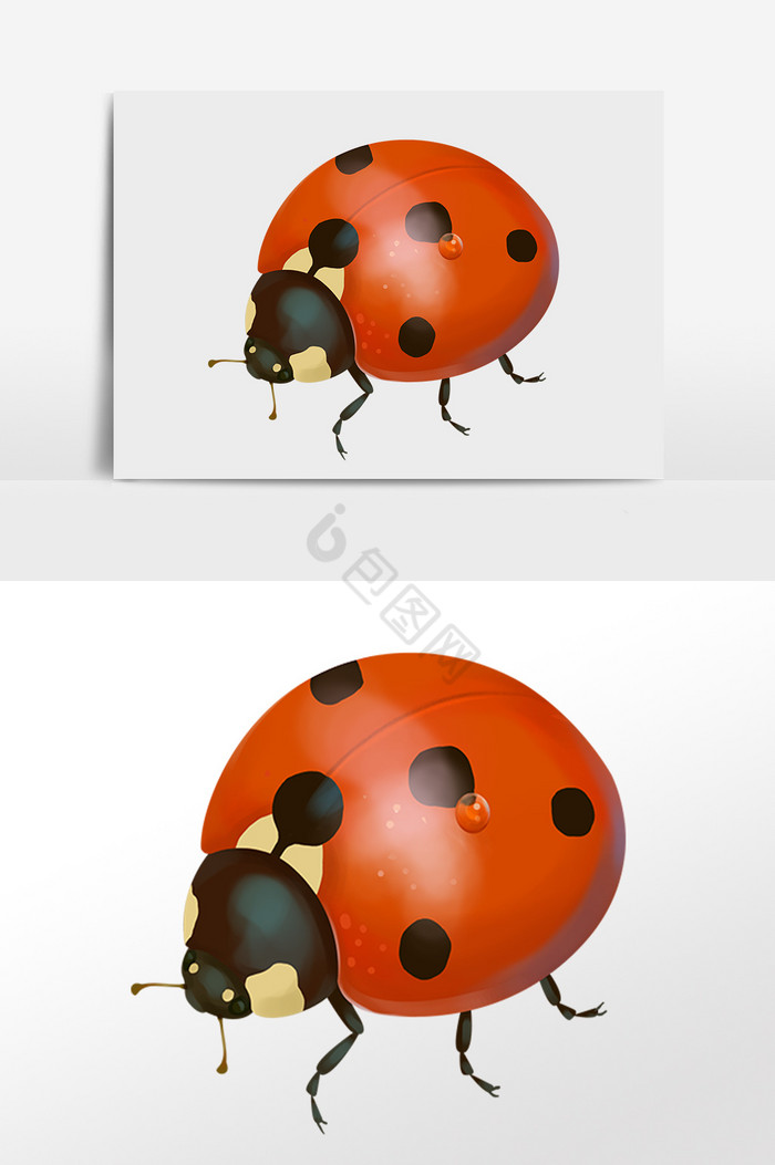 昆虫虫子瓢虫插画图片