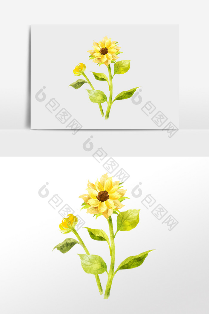 手绘清新植物花朵向阳花插画