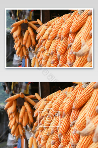 金色玉米晾晒过程美食素材摄影图片