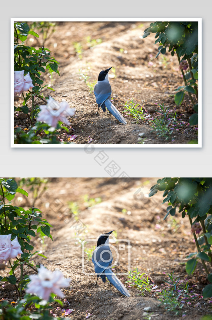 鸟儿花园漫步摄影图片