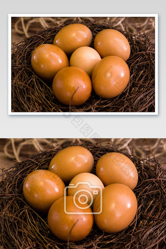 鸟窝里面的鸡蛋家禽摄影图片