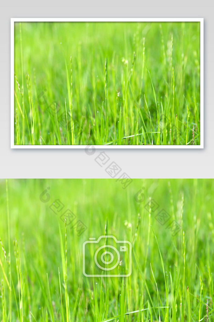 绿色草地草皮自然风光背景图片图片