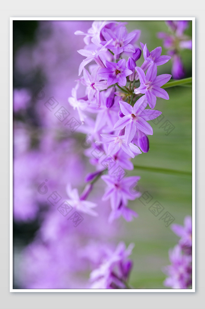 紫色花朵背景素材唯美