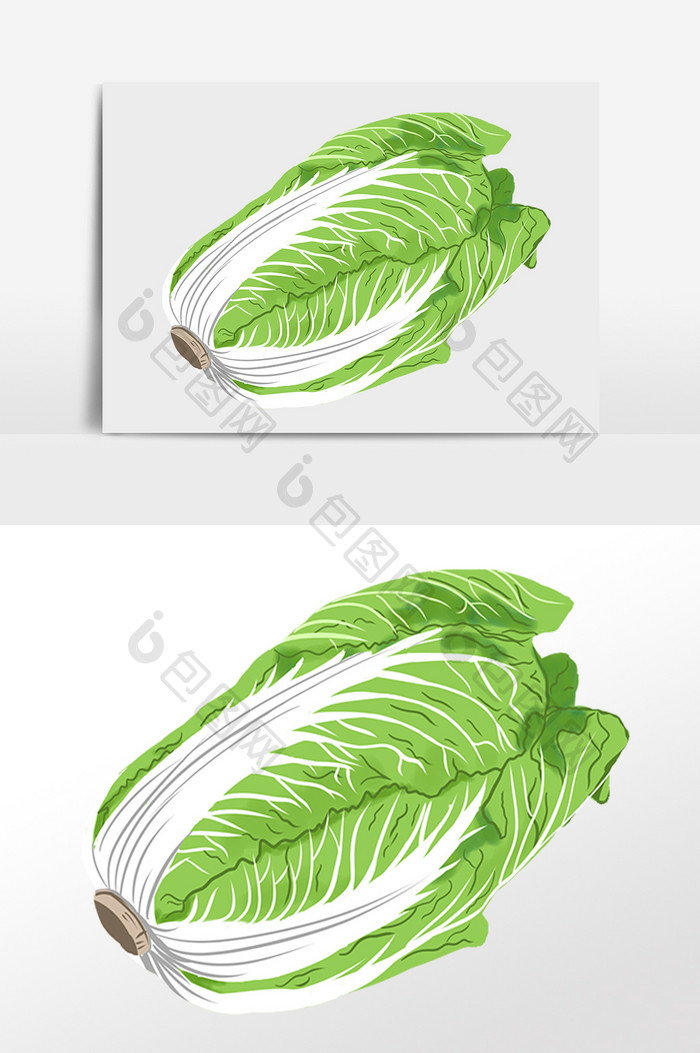 手绘新鲜有机绿色蔬菜白菜插画