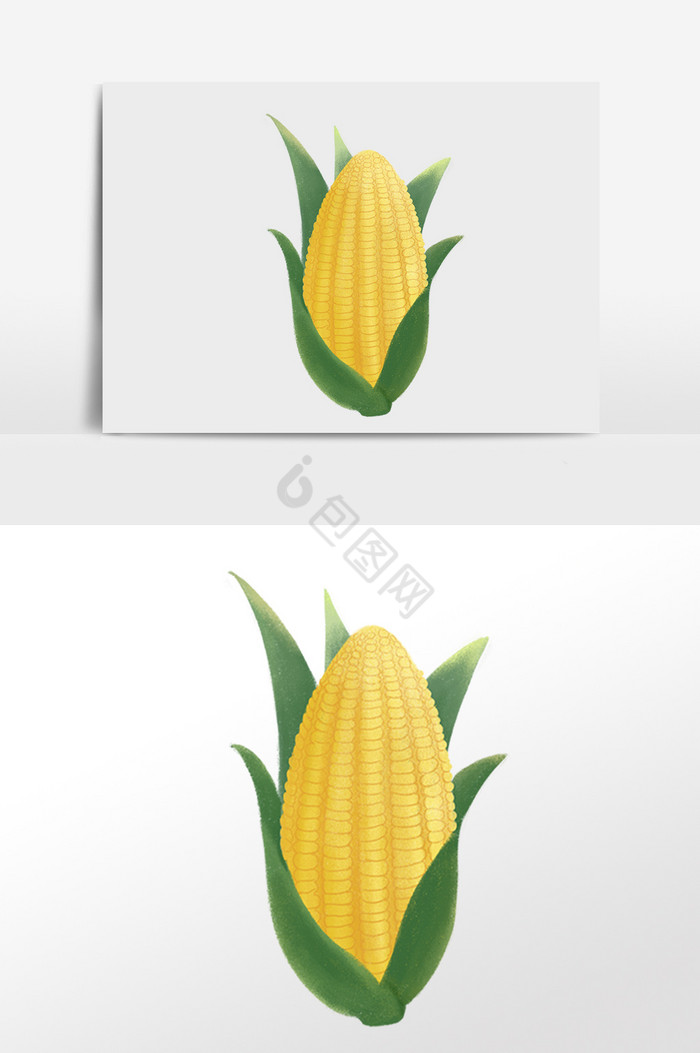 新鲜有机蔬菜农作物玉米插画图片
