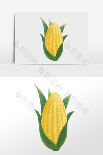 手绘新鲜有机蔬菜农作物玉米插画图片