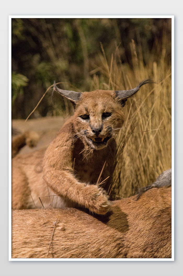 大气豹猫动物摄影图图片图片