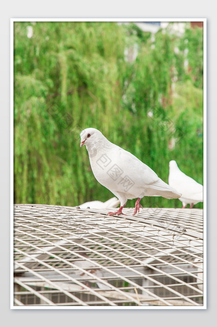 清新夏季鸽子摄影图
