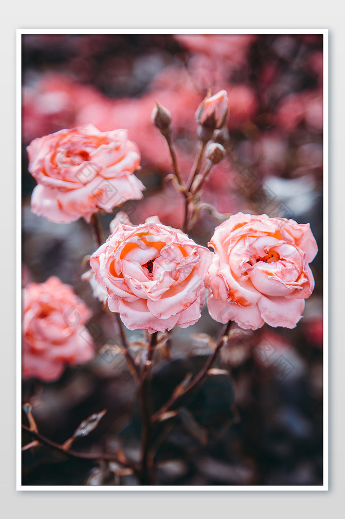大气粉玫瑰摄影图