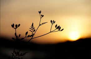 小草剪影夕阳摄影图片