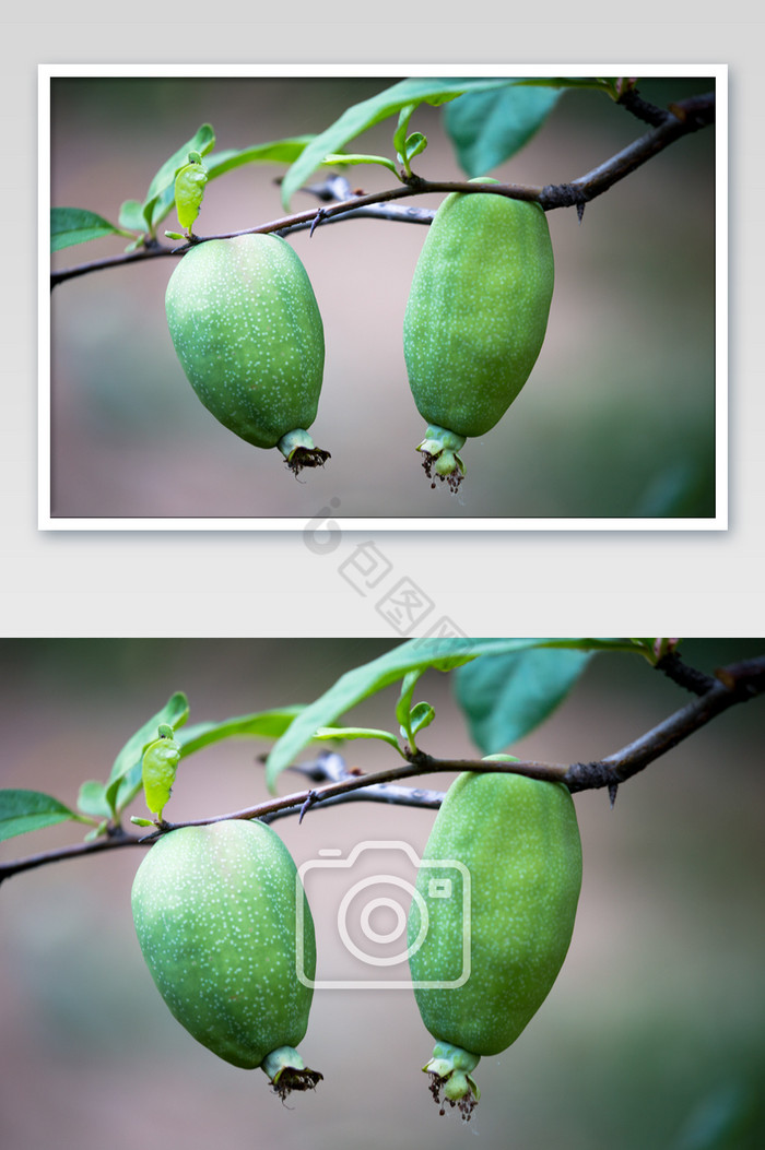 水果梨生长成熟摄影图片