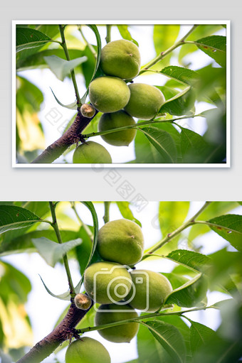 水果桃子生长成熟图片