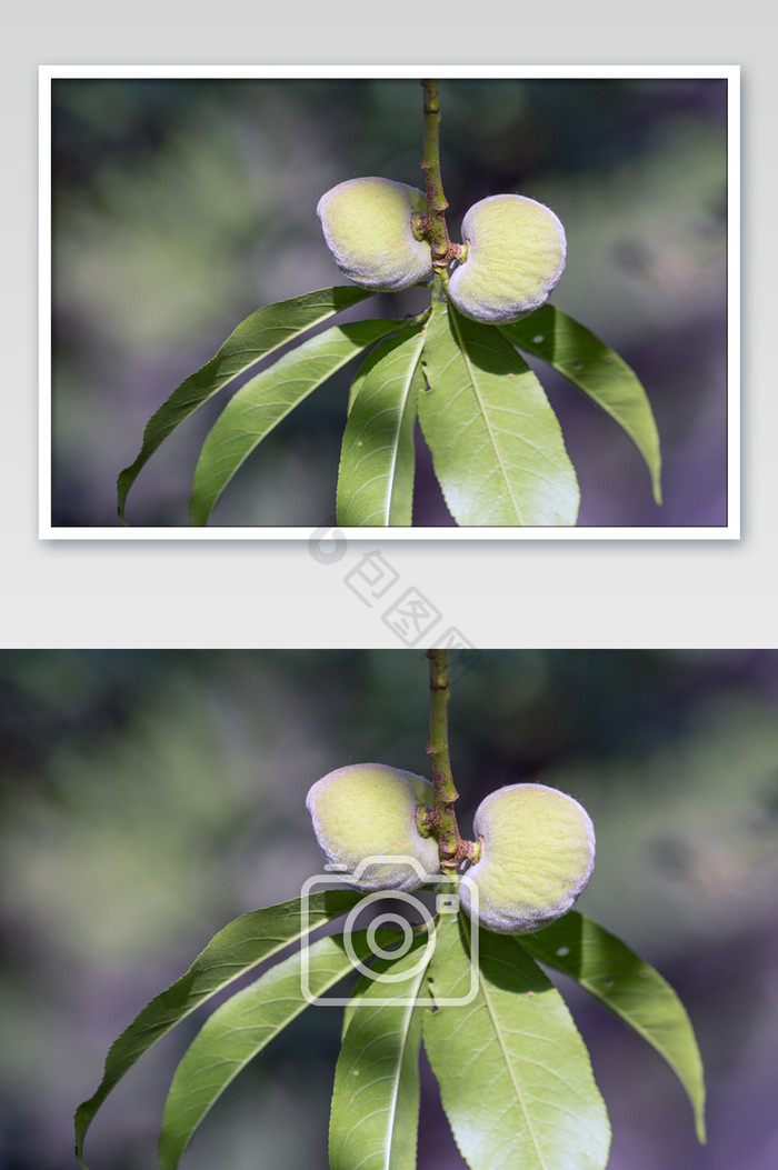 水果扁桃生长摄影图片