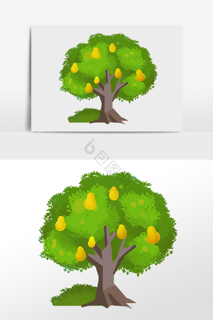 植物果树梨子树插画图片